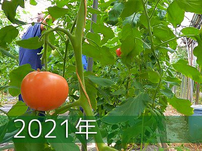 今週のトマト(2023年)