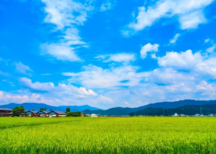 緑と青空